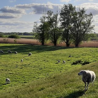 Schafe am Deich. Foto: Touristik Palette Hude, Martina Weisensee