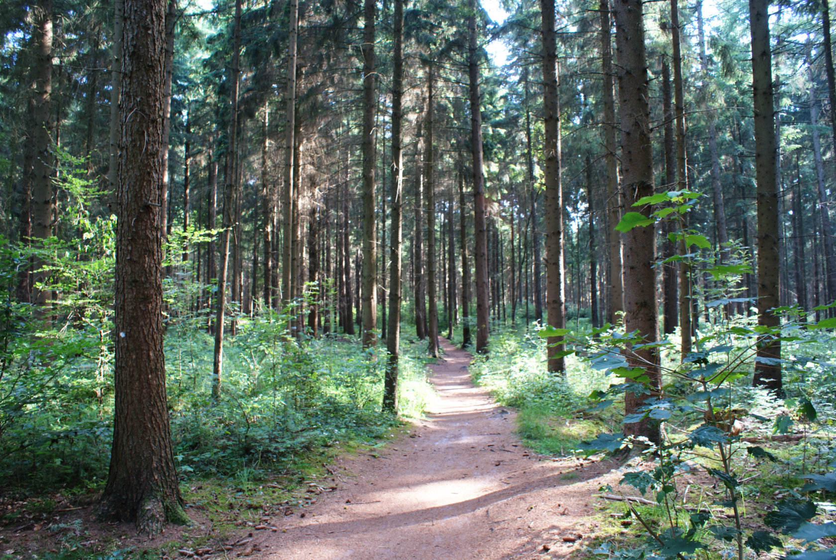 Das Naturschutzgebiet Barneführerholz